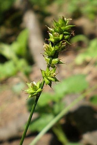 Carex muricata