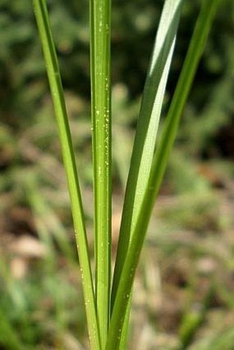 Carex muricata