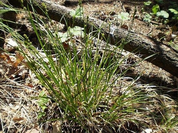 Carex muricata