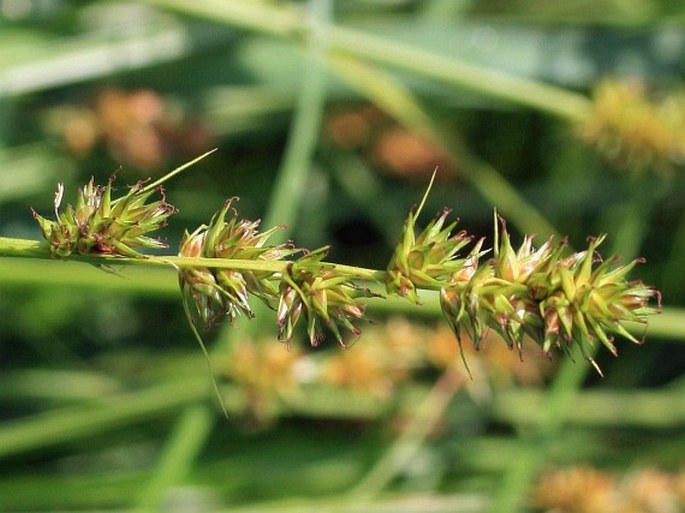 Carex otrubae