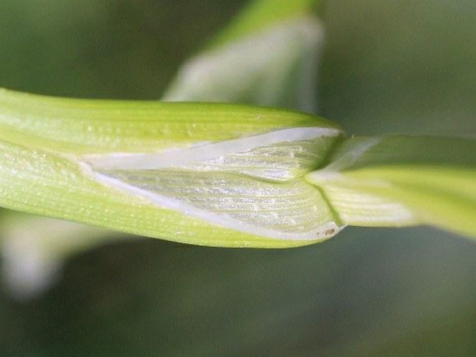 Carex otrubae