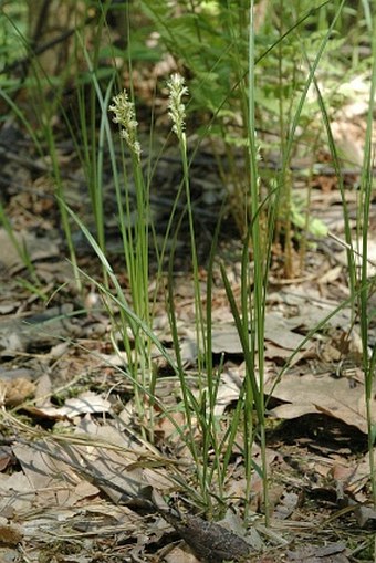 Carex pseudobrizoides