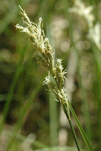 Carex pseudobrizoides