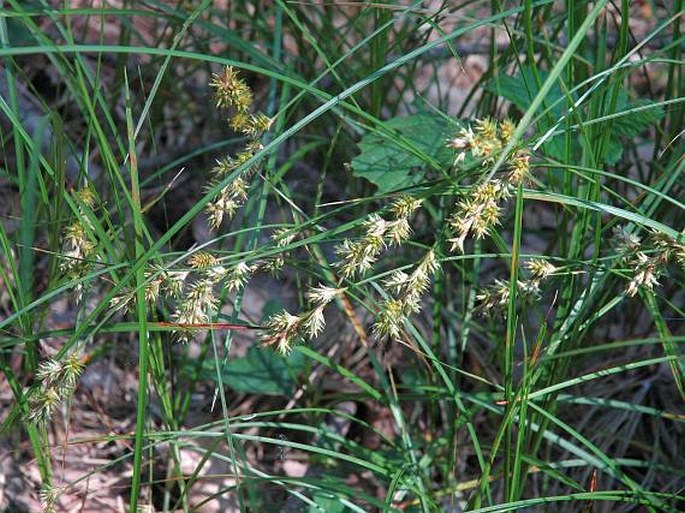 Carex pseudobrizoides