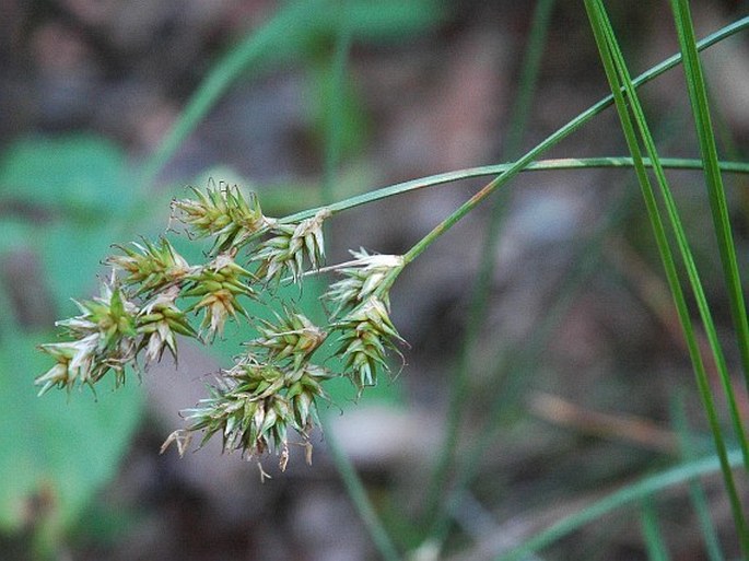 Carex pseudobrizoides