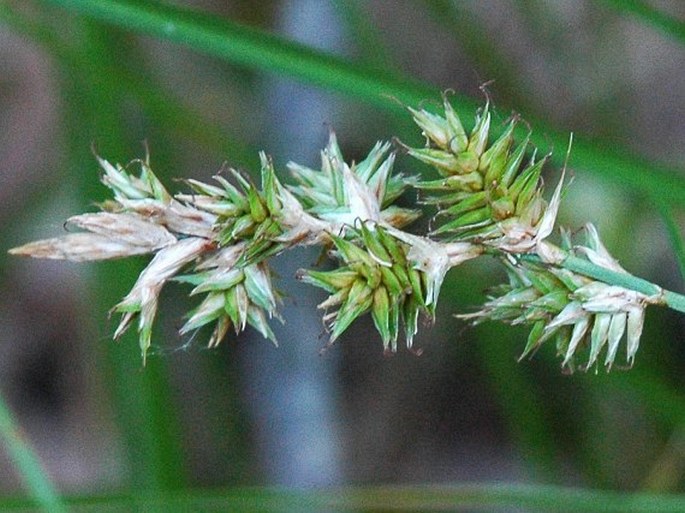 Carex pseudobrizoides