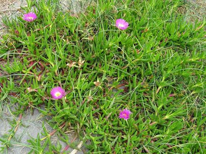 Carpobrotus aequilaterus