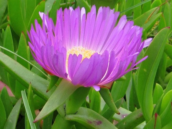 Carpobrotus aequilaterus