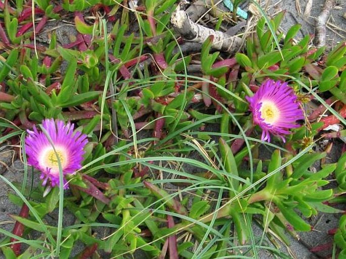 Carpobrotus aequilaterus