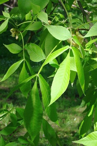 Carya ovata