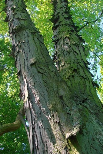 Carya ovata