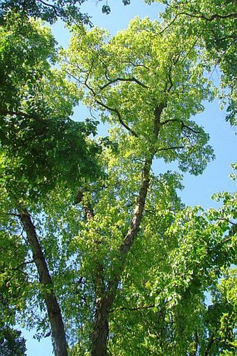 Carya ovata