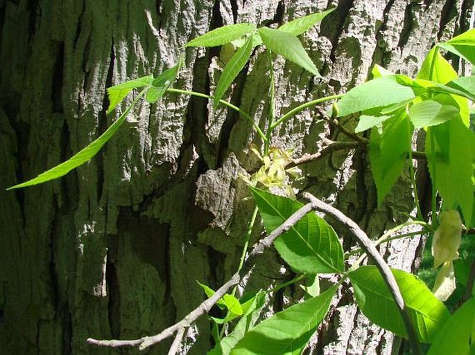 Carya ovata