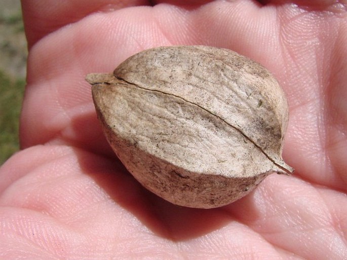 Carya ovata