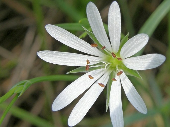 Caryophyllaceae