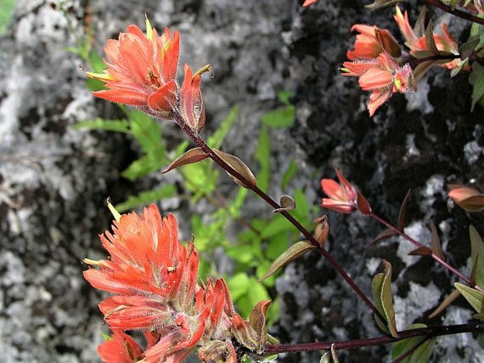 CASTILLEJA MINIATA var. DIXONII (Fernald) A. Nelson et J. F. Gmel.