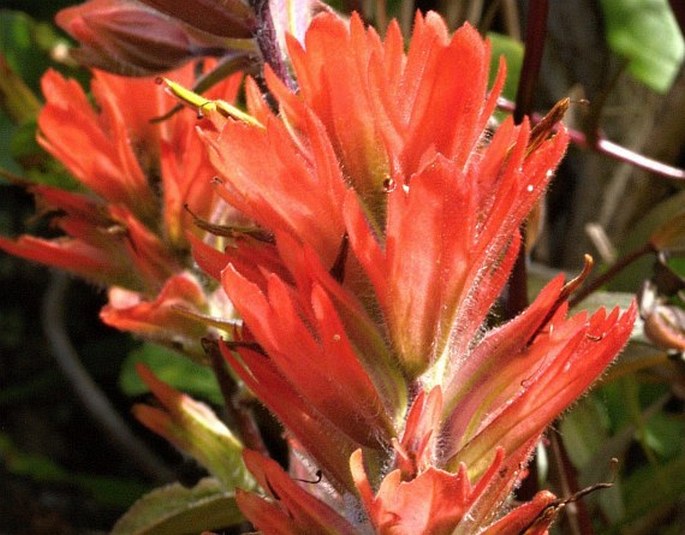 Castilleja miniata var. dixonii