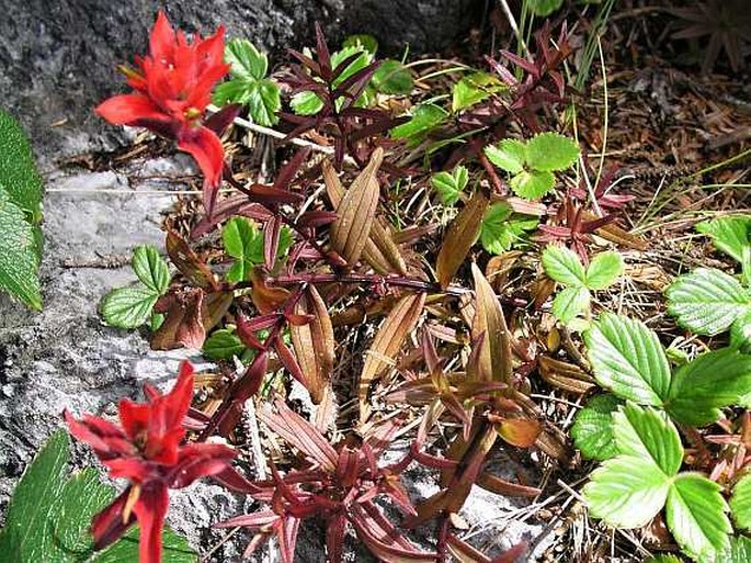 Castilleja miniata var. dixonii