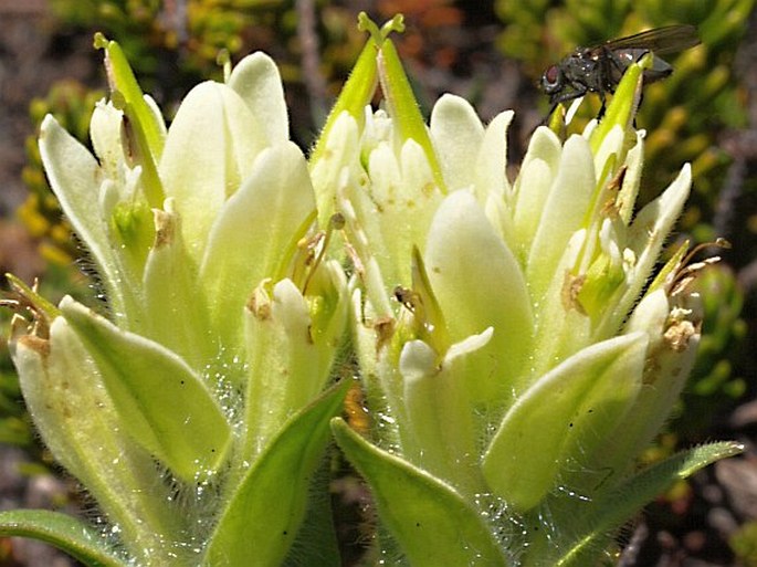 CASTILLEJA OCCIDENTALIS Torr.