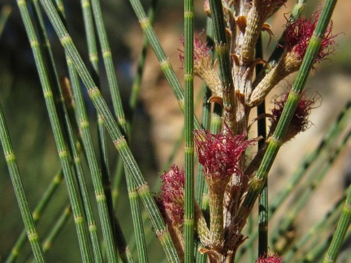 Casuarina cunninghamiana