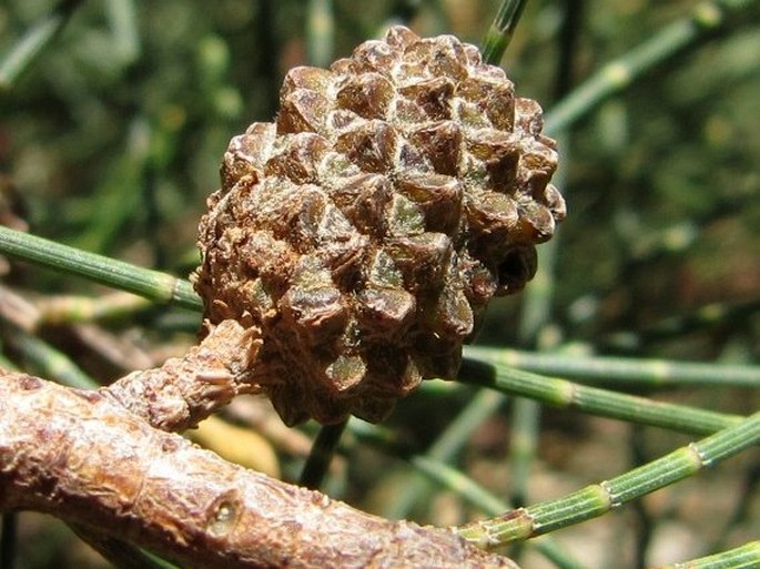 Casuarina cunninghamiana