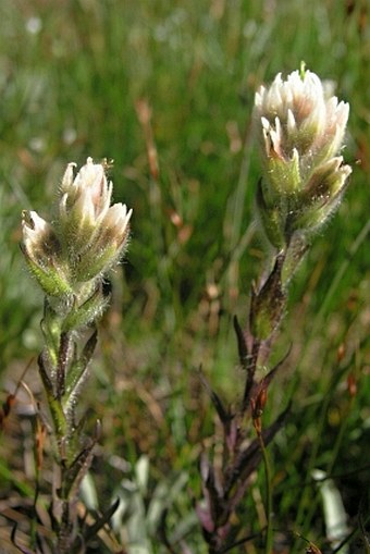 Castilleja parviflora