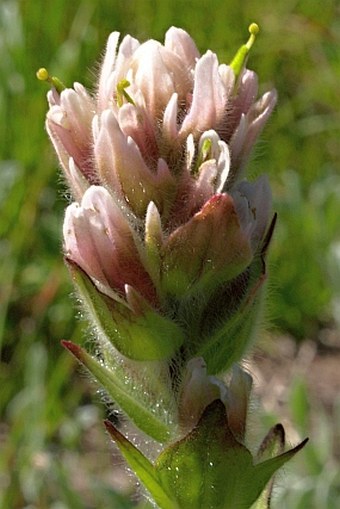 Castilleja parviflora