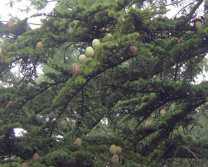 Cedrus atlantica