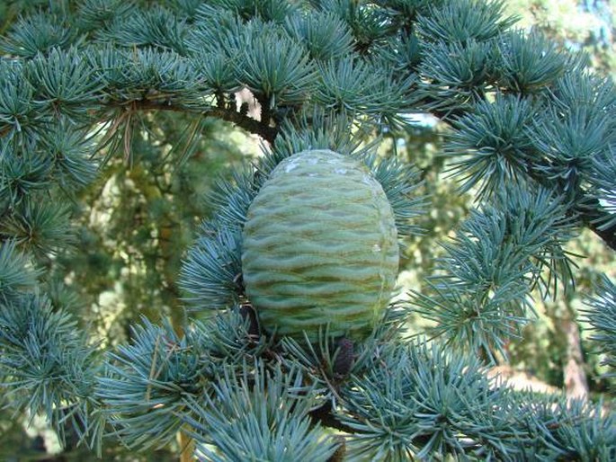 CEDRUS ATLANTICA (Endl.) Manetti ex Carrière – cedr atlaský / céder atlasský