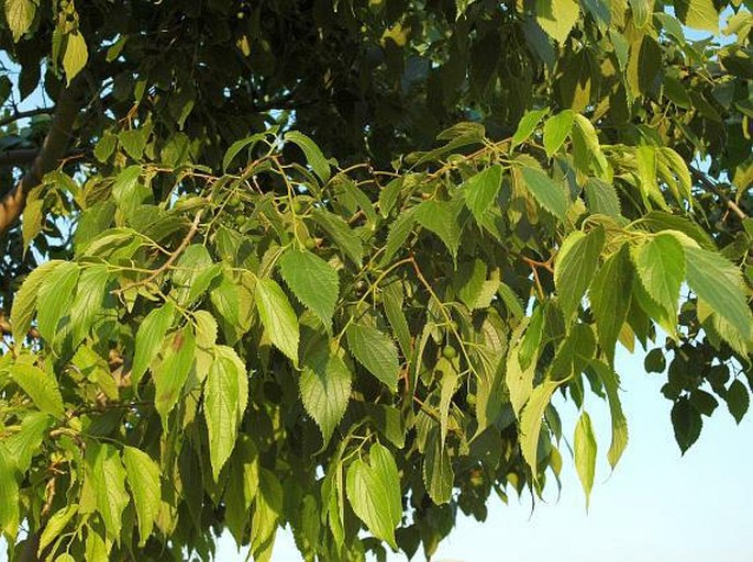 Celtis australis