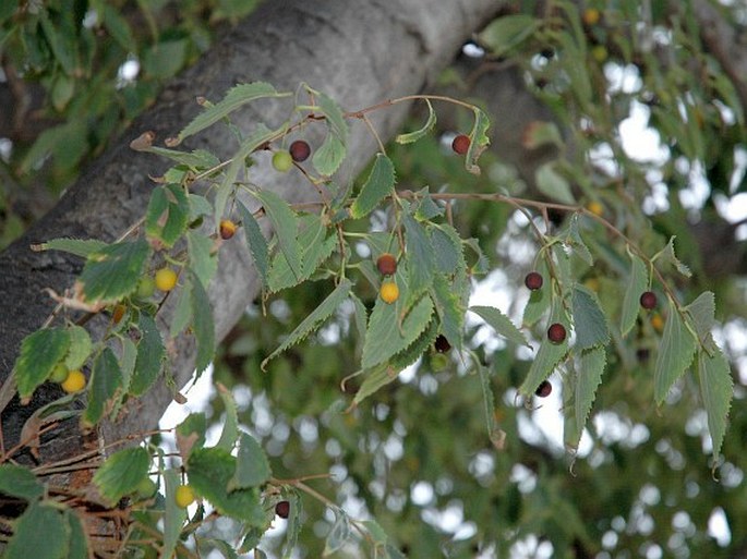 Celtis australis