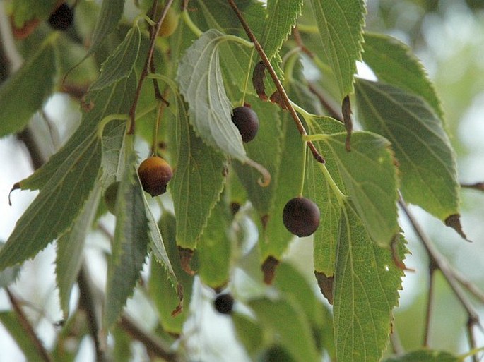 Celtis australis