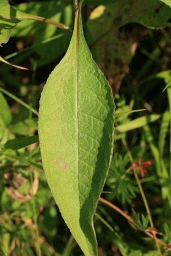 Centaurea stenolepis