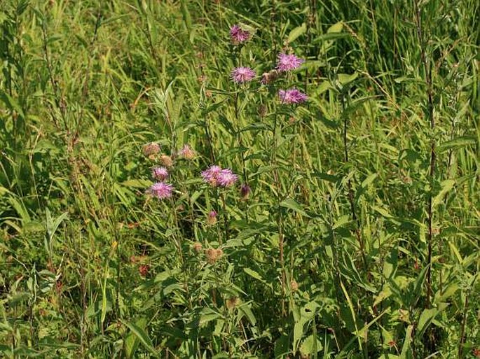 Centaurea stenolepis