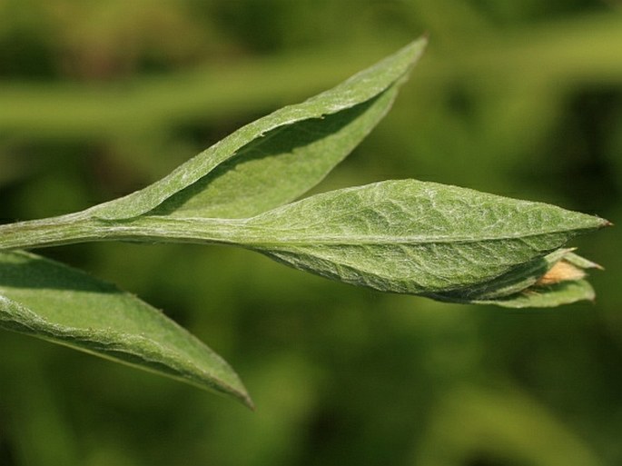 Centaurea stenolepis