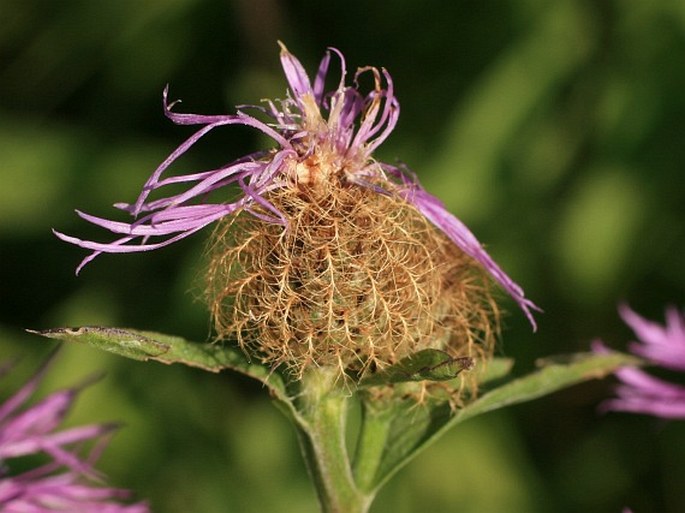 Centaurea stenolepis