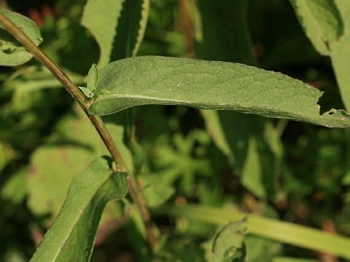 Centaurea stenolepis