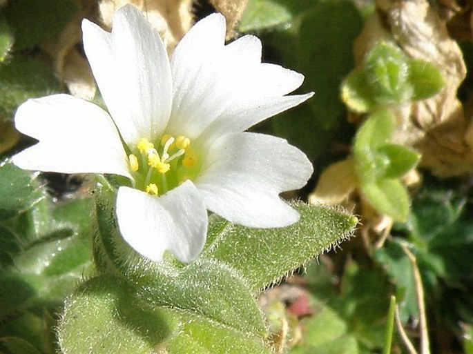 Cerastium afromontanum