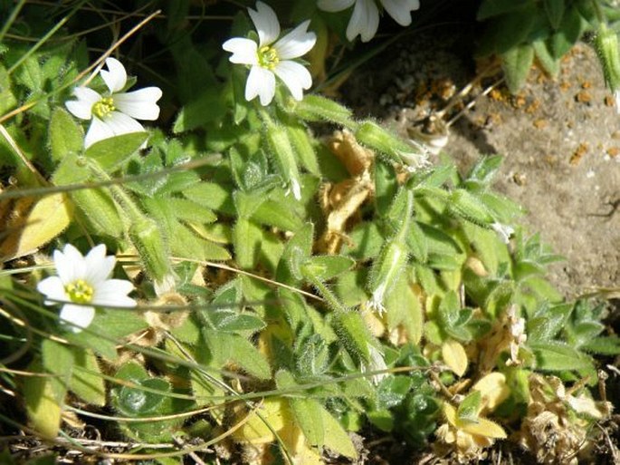 Cerastium afromontanum