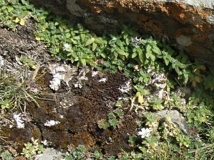 Cerastium afromontanum