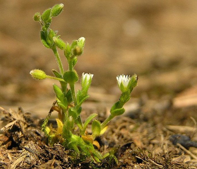 Cerastium pumilum