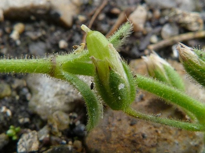 Cerastium pumilum