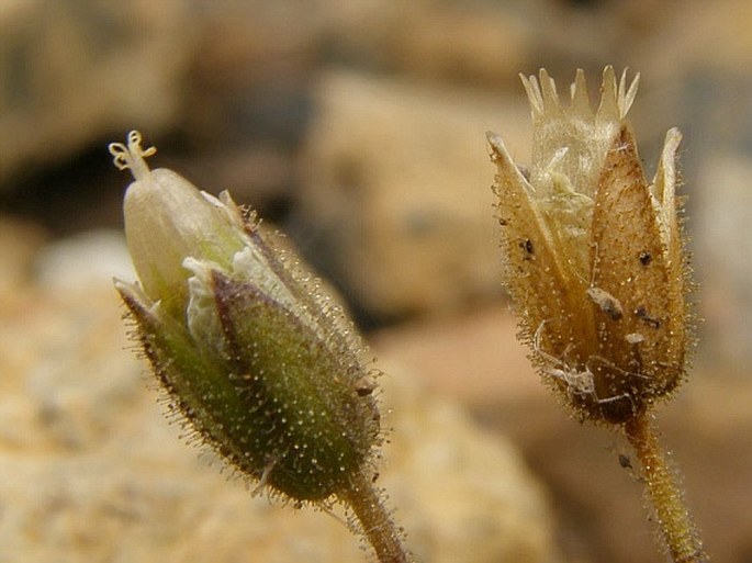 Cerastium smolikanum