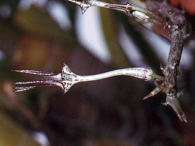 Ceropegia stapeliiformis