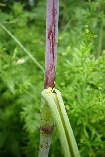Chaerophyllum bulbosum