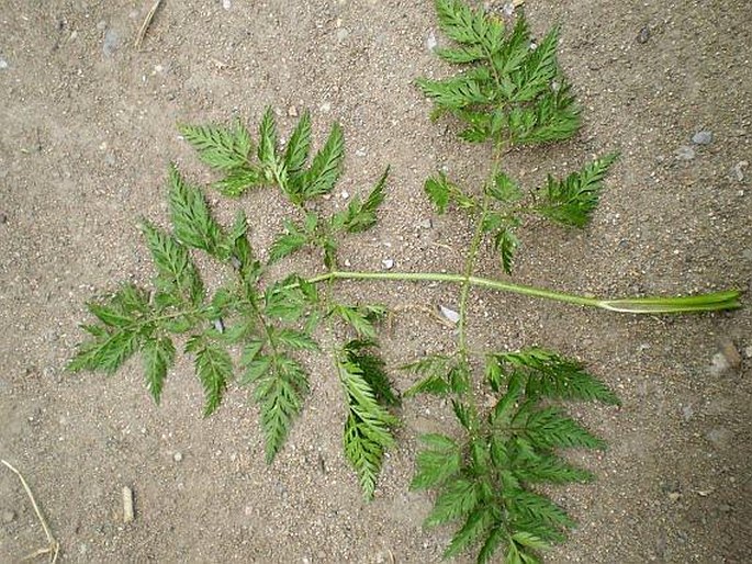 Chaerophyllum bulbosum