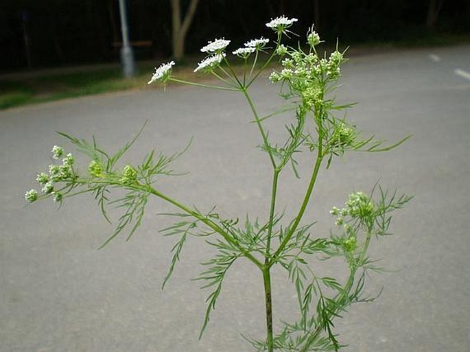 Chaerophyllum bulbosum