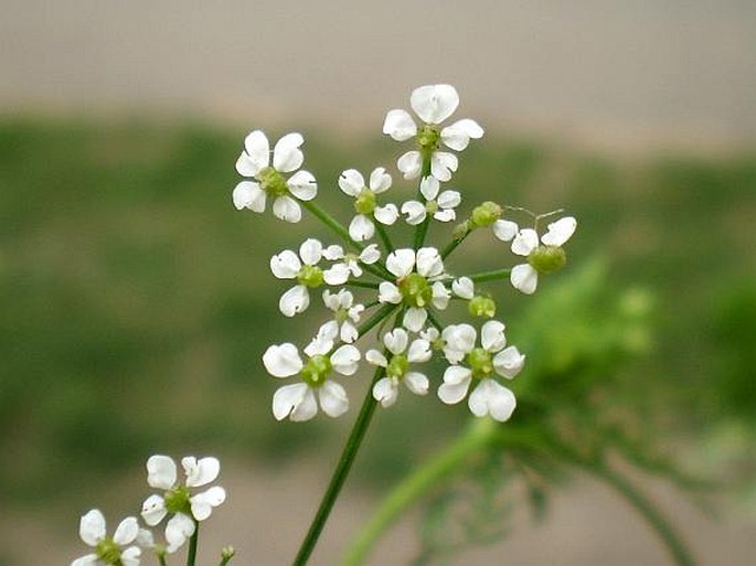 Chaerophyllum bulbosum