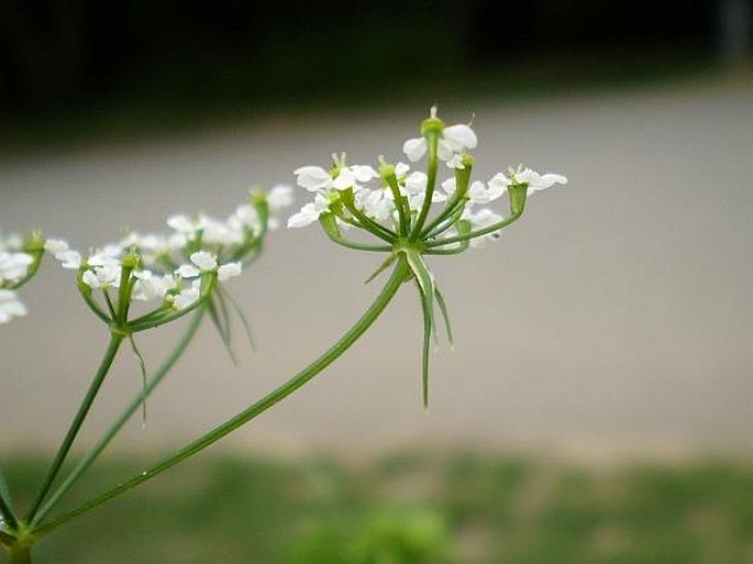 Chaerophyllum bulbosum