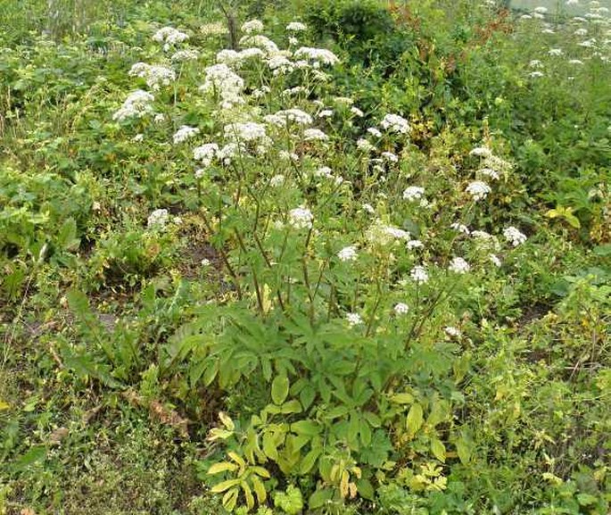 Chaerophyllum aromaticum